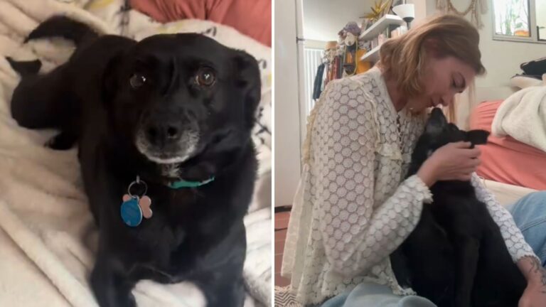 San Diego Woman Notices Her Rescue Dog Light Up At Spanish, Then Everything Starts Making Sense