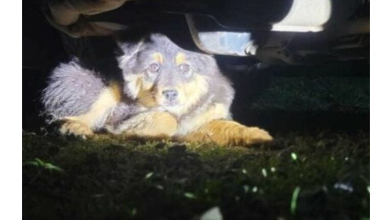 Washington Woman Heard Strange Noises Under Her Car And One Glimpse Was All It Took