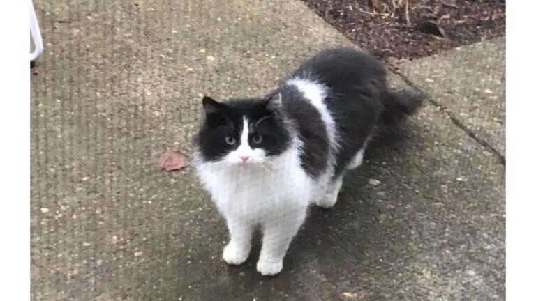 Wisconsin Woman Sees Stray Tomcat Staring At Her Through Glass Door, Then Realizes She Knows Him