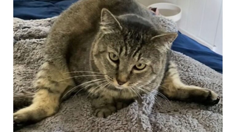 Seattle Woman Spends A Year Winning Over A Hissy Feral Cat And The Reward Is Incredible