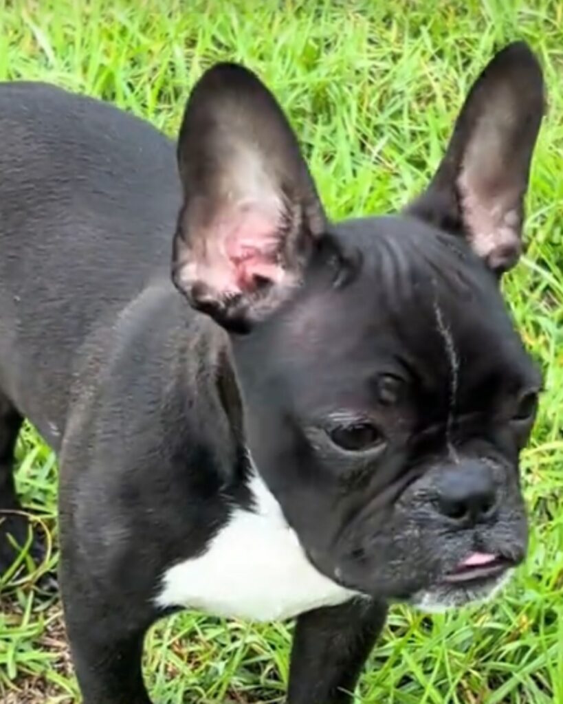french bulldog standing on the grass