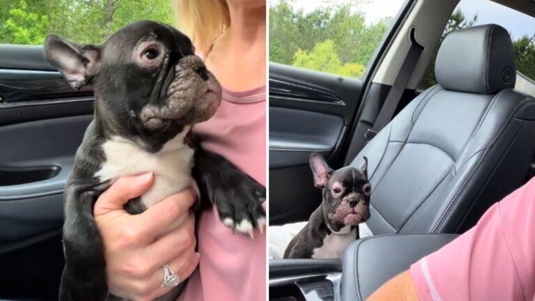 South Carolina Woman Finds Abandoned French Bulldog Puppy And Quickly Realizes Something’s Wrong