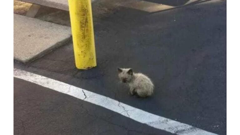 Georgia Woman Rescues A Scruffy Little Kitten And What He Grows Into Is Absolutely Incredible