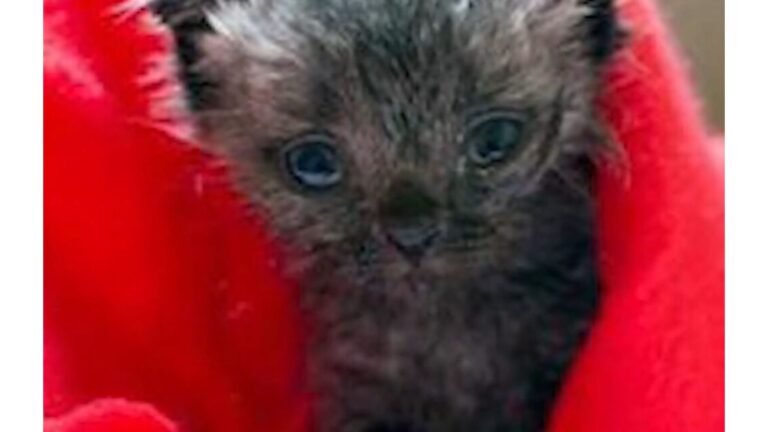 Ohio Woman Adopts Kitten She Found On Sidewalk, Then Learns Something Fascinating Months Later