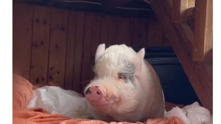 New Jersey Woman Brings Home Tiny Shivering Piglet And He Grows Into Something Unexpected