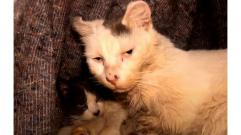 NY Woman Rescues Two Bonded Senior Cats Soaked In Rain, But The Next Day Brings Heartbreak