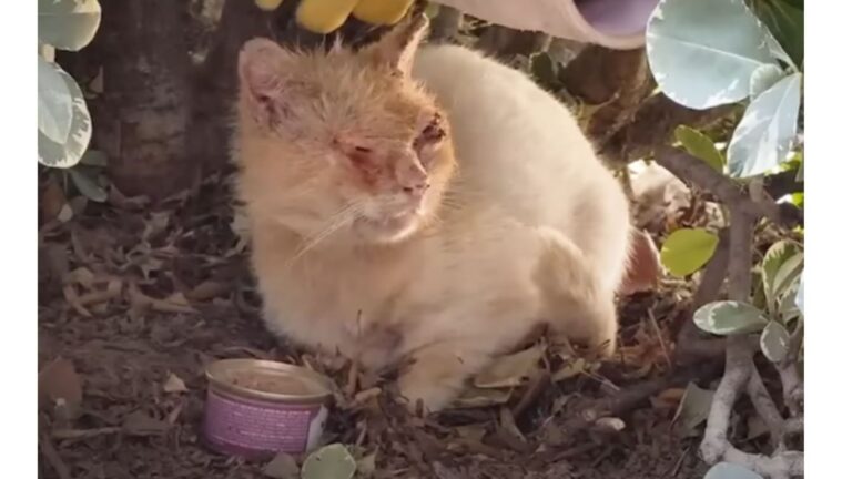 California Woman Saw Cat Hiding In The Bushes, But What She Noticed Next Raised Alarm Bells