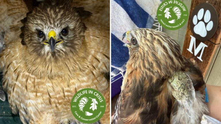 Connecticut Woman Shocked By What She Finds On A Hawk She Pulled From Her Pool