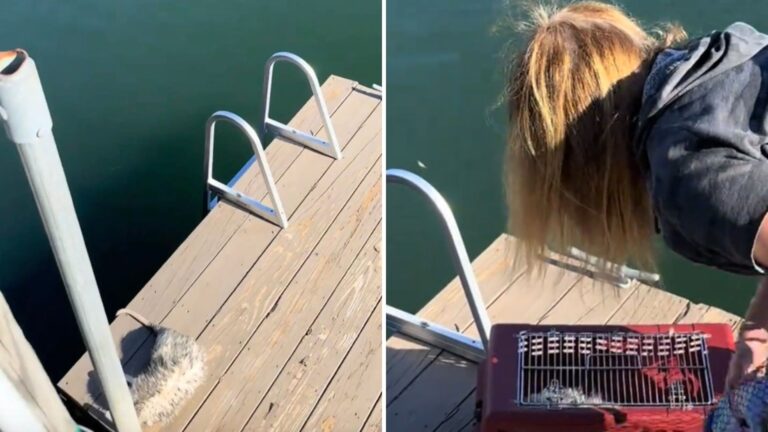 New York Woman Hears Her Dogs Barking At The Dock And Rushes Over To Find Out Why