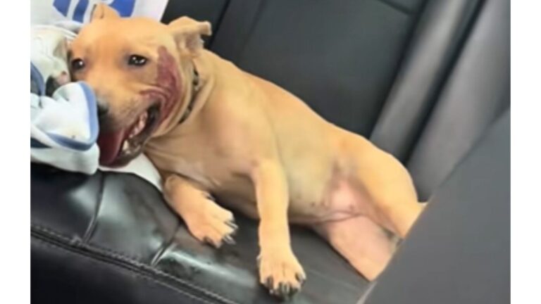 Woman Spots A Motionless Puppy By The Road In Alabama And Slams On The Brakes