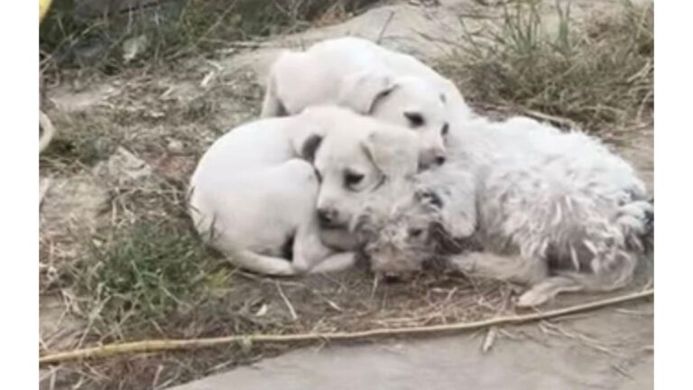 Passerby Spots A ‘Pile Of Fluff’ Lying Among Trash At LA Landfill And Decides To Investigate