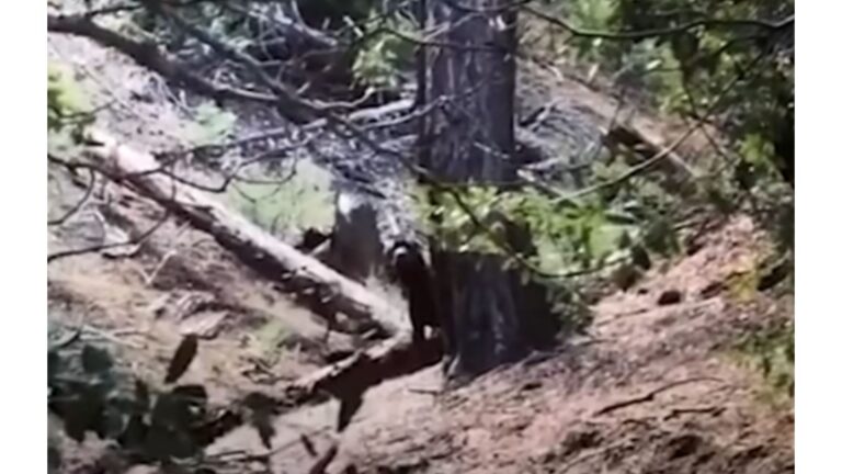 LA Woman Saw Large Figure Watching Her From Cliffside, And The Next Discovery Left Her Stunned