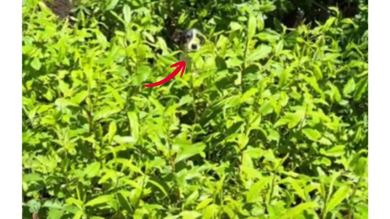 Driver Spots Tiny Face Peeking From The Grass In Connecticut And Heads Over For A Better Look