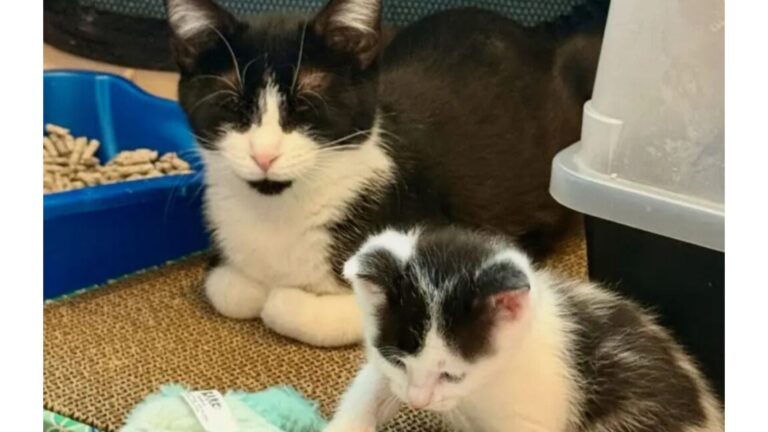 Colorado Woman Turns Into A Safe Haven For A Timid Mama Cat Protecting Her Babies