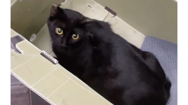 Las Vegas Woman Rescues Stray Cat Needing Help, Then Wakes Up To A Miracle The Next Day