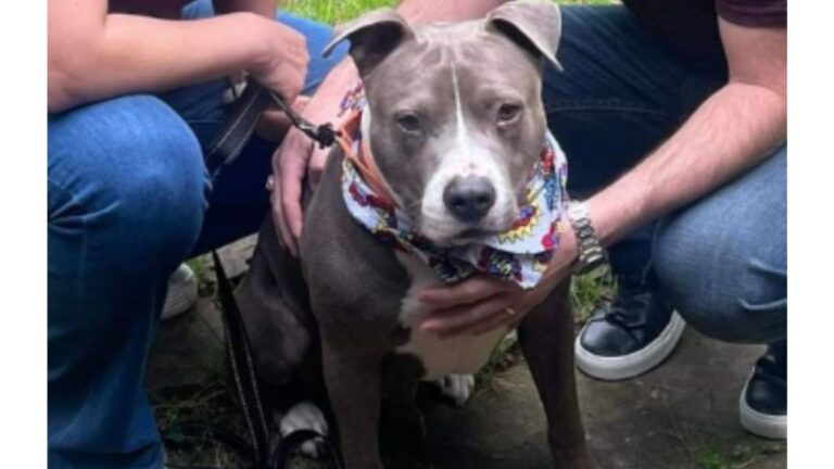 Texas Woman Brings Home A Rescue Dog In Need, Then Starts Noticing Something Disturbing