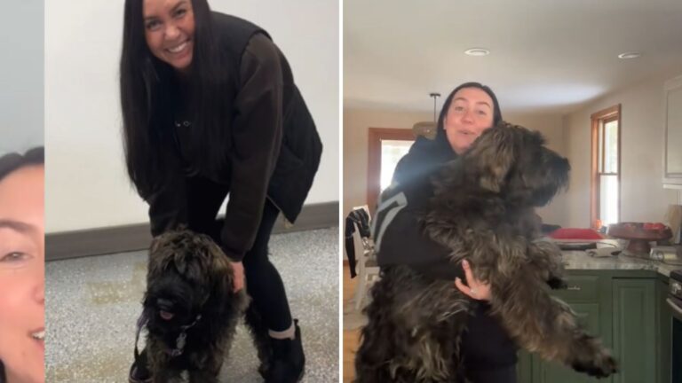 New Hampshire Woman Adopts A ‘Doodle Puppy,’ But Months Later, She Realizes The Huge Surprise