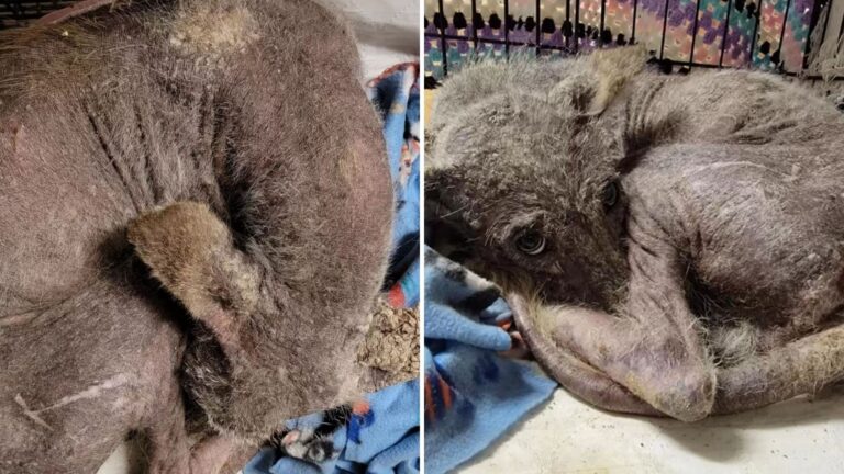 Strange Paw Prints Lead Pennsylvania Woman To A Shocking Discovery At Her Door