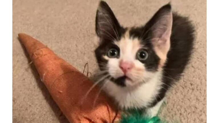 Florida Woman Travels Over 1,000 Miles For Kitten She Couldn’t Forget, Their Story Melts Hearts