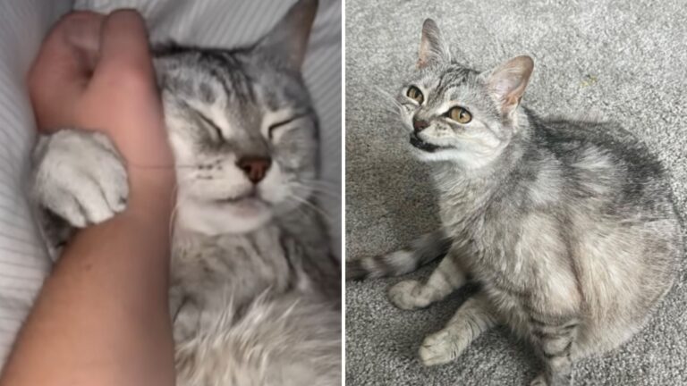 Woman Visits Colorado Shelter To Adopt Kitten, But Something Totally Unexpected Changes Her Mind