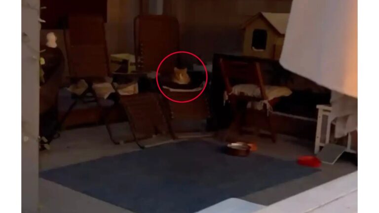 California Woman Found Random Cat On Her Lawn Chair, But One Look Was Enough To Worry Her
