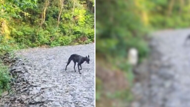 Virginia Woman Walking Her Dog Sees Strange White Figure In A Ditch And Can’t Believe Her Eyes