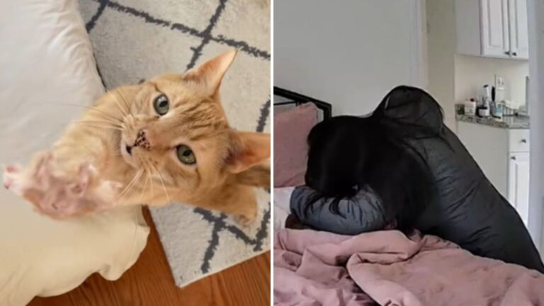 Massachusetts Woman Fears The Worst When Her Senior Cat Doesn’t Show Up At The Door