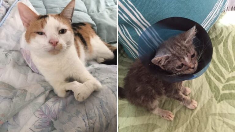 Massachusetts Woman’s Mission To Help Disabled Cats Captures Hearts Everywhere