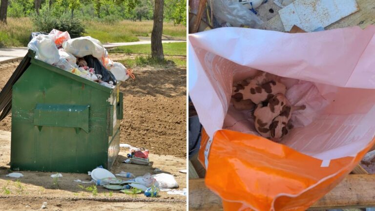 Virginia Worker Heard Soft Whimpers From Dumpster And One Glance Was Enough To Worry Him