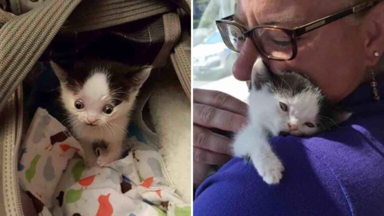 New Jersey Woman Meets Kitten With Striking Eyes And Saves Him From Euthanasia