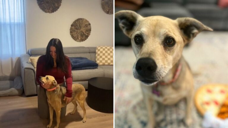Arizona Couple Tests Their Rescue Dog’s DNA And The Results Leave Them Stunned