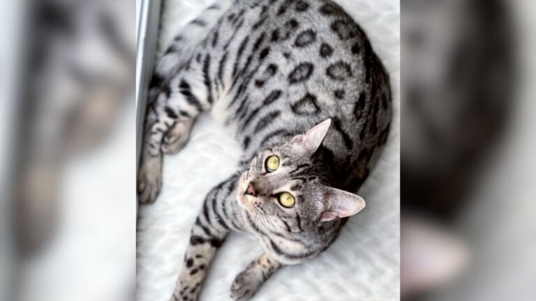 Cat In North Carolina Helps Her Lonely Mom And It’s The Sweetest Thing You’ll See Today