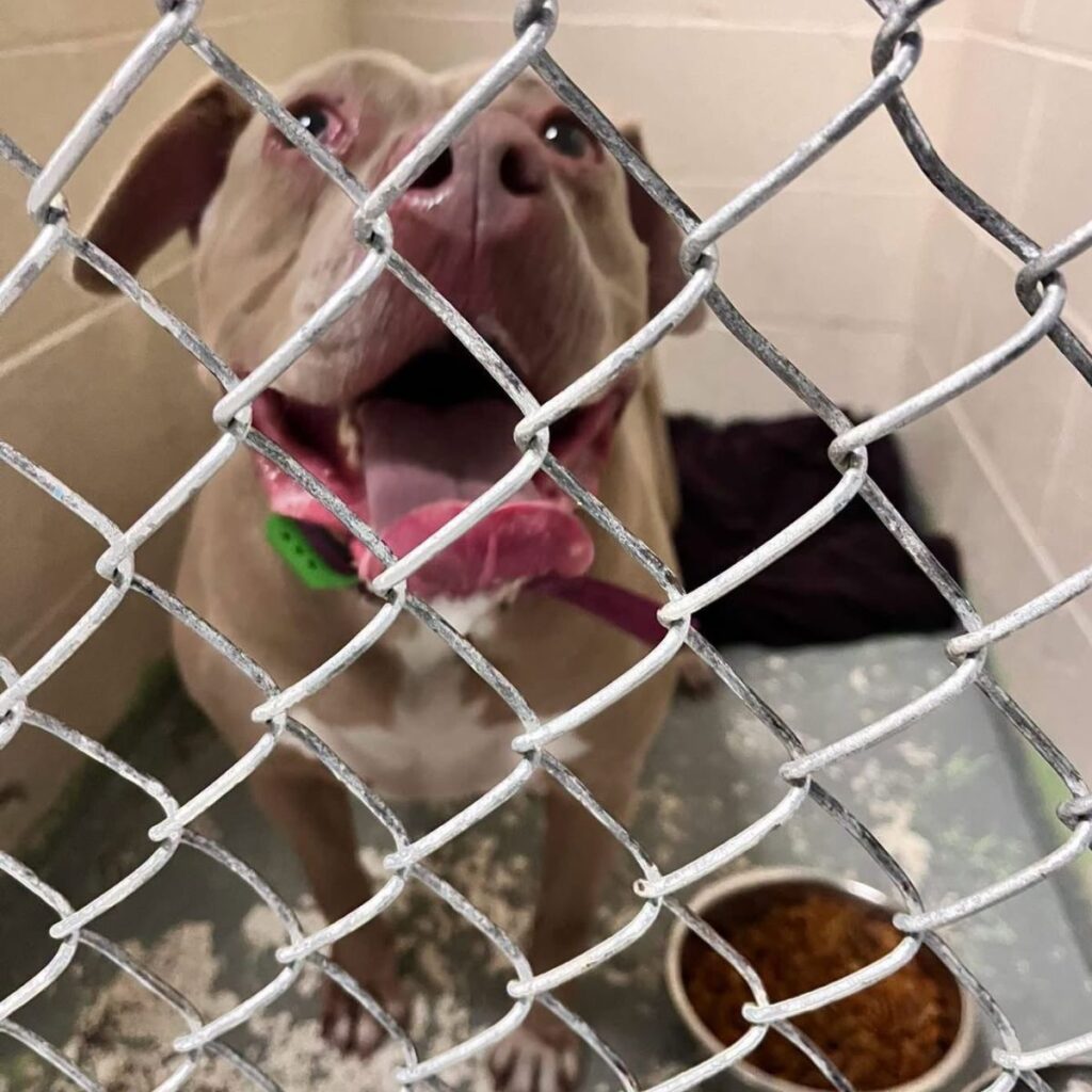 dog with open mouth looking up in a kennel