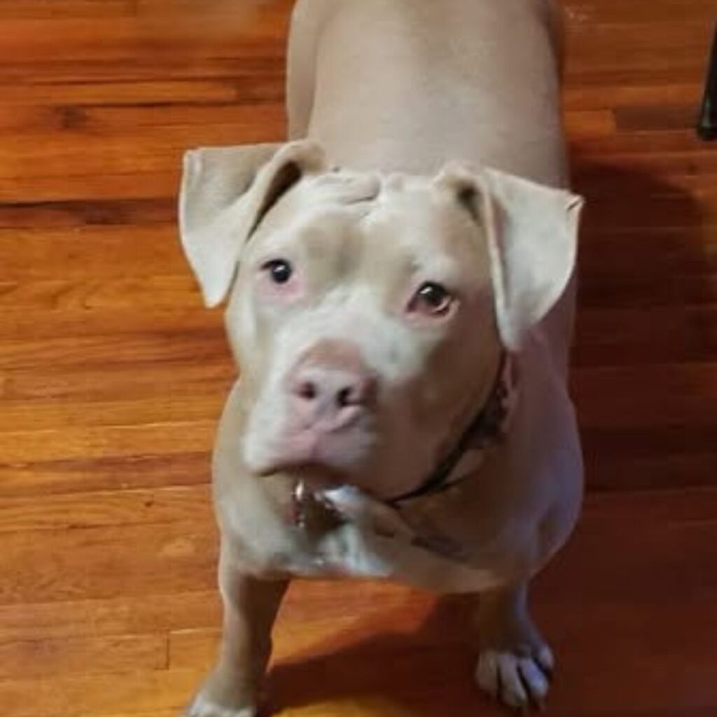 brown pit bull standing on wooden floor 