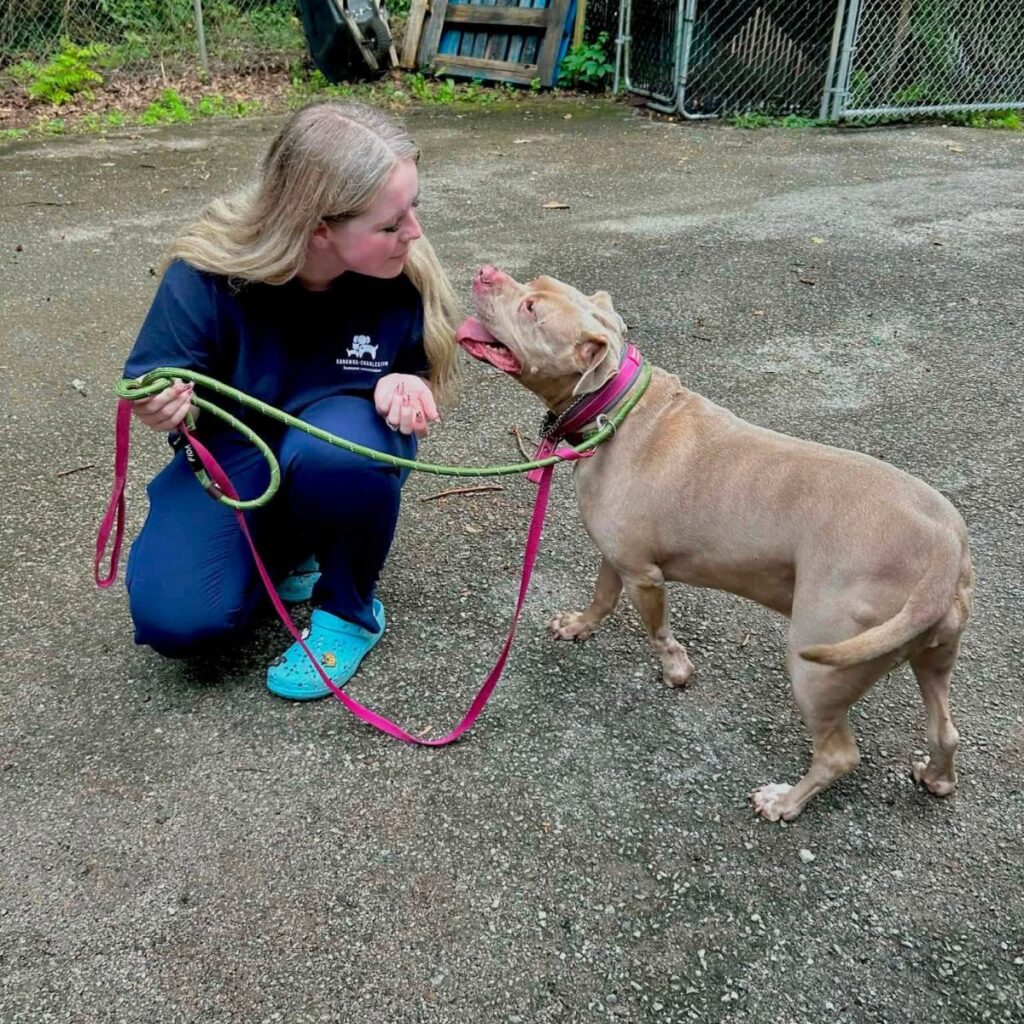 shelter worker playing with a pit bull on a leash