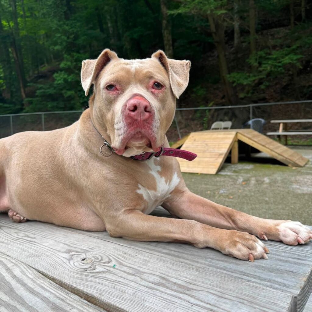 brown pit bull lying on wooden area