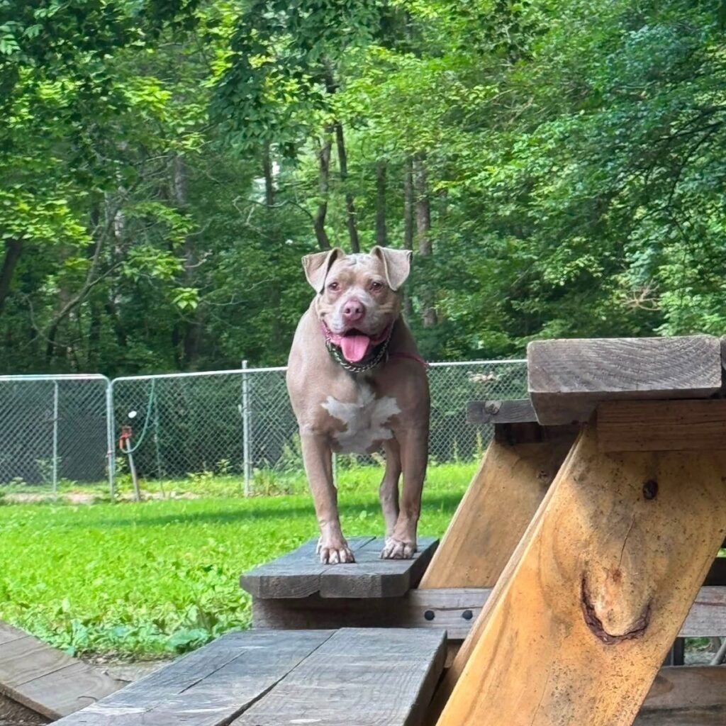 brown pit bull standing on a bench