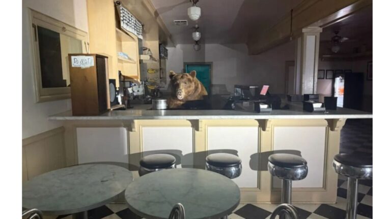 Bear Breaks Into California Ice Cream Shop, Picks His Favorite, And Calmly Walks Out