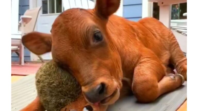 Farm Calf In California Has The Most Unexpected Best Friend And It Will Melt Your Heart