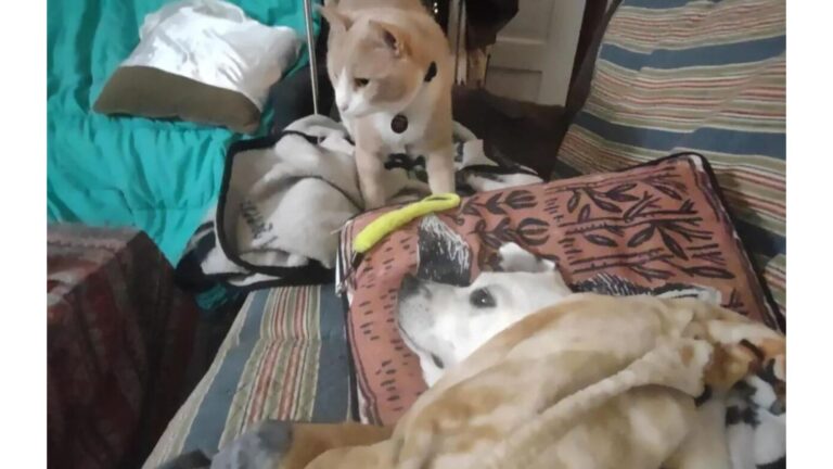 North Carolina Cat’s Reaction To Her Sick Dog Brother Melts Millions Of Hearts