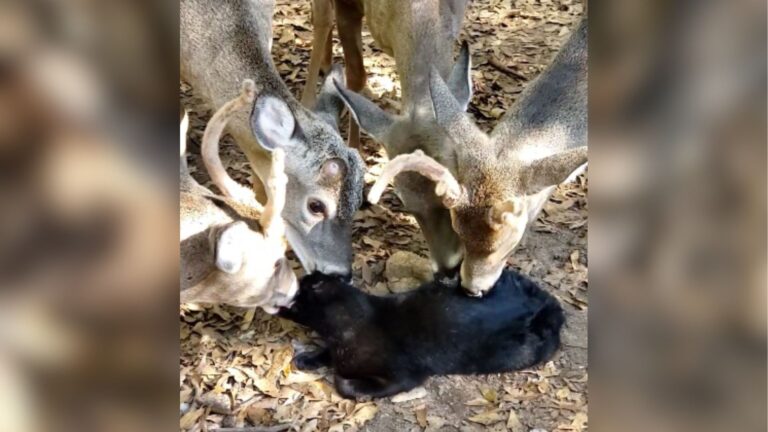South Carolina Cat Gets Pampered By Five Friendly Deer In Adorable Viral Video
