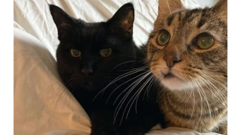Senior Cat Brothers Abandoned In Nashville Shelter Find Comfort In Each Other