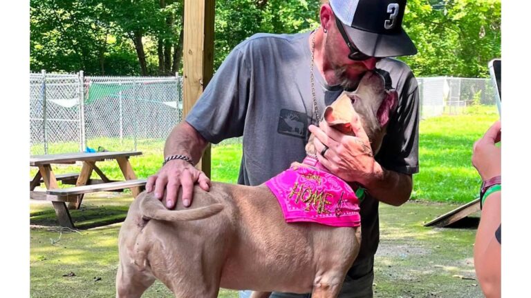 Iowa Dog Survives Fiery Truck Crash That Claimed Her Owner And Makes Emotional Journey Home