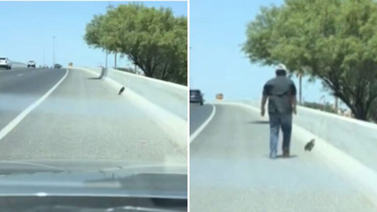 Driver Spots A Wriggling Dot On The Highway In Texas, Then Realizes What It Really Is