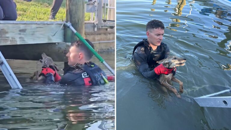 Florida Firefighters Rush To Save A Dog From Canal And Are Surprised By What They Pull Out