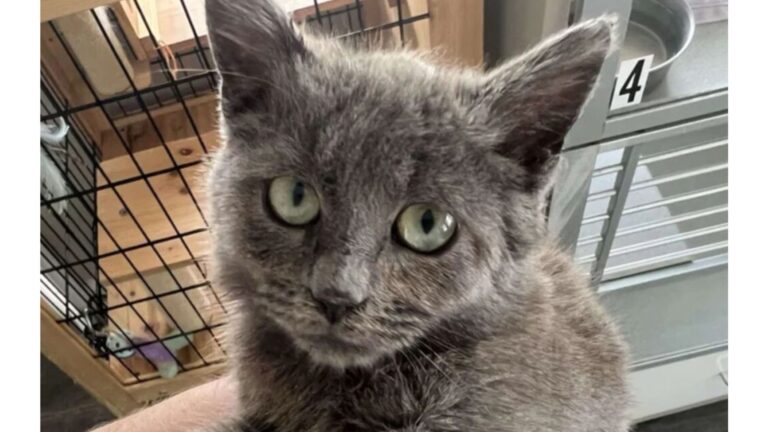 Kitten Rescued In North Carolina Acts Fierce, Then Melts After Her First Cuddle