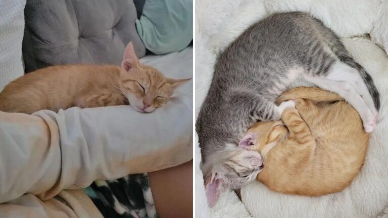 After Losing Her Sister, Kitten Gets A New Buddy And A Second Chance At Joy In Florida