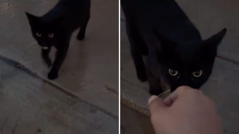 Cat Lost In North Carolina Fire Found Alive In Emotional Rescue Moment