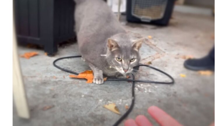 After 6 Years Apart, Washington Man Finds His Missing Cat But Faces Another Goodbye