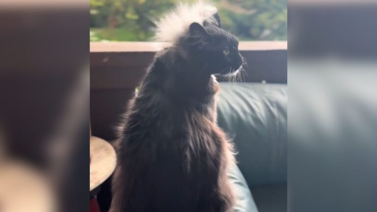 Utah Cat Predicts Storms Before They Hit With One Strange Little Detail